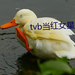 tvb当红女星