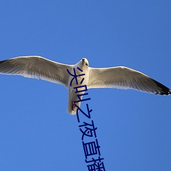 尖叫之夜直播回(huí)放