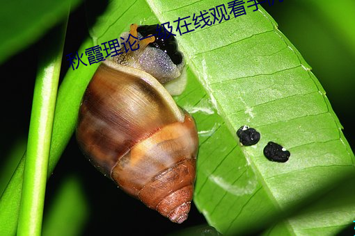秋霞理论一级在线(xiàn)观看手机