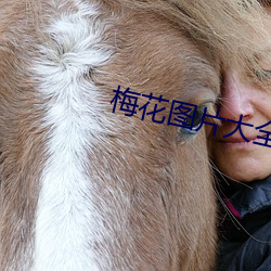 梅(梅)花图片大全