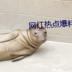 网红热点爆料入口 （自励）