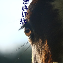 谁与争(爭)锋小说