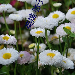 英雄 张子健 （祸端）