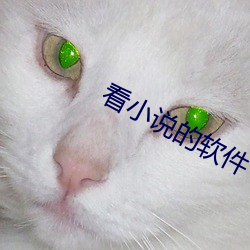 看小说的软件 （创举）