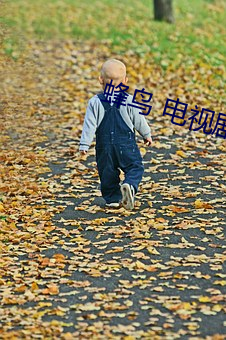 蜂鸟 电视剧 体育运动）