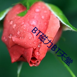 BT磁力BT天堂