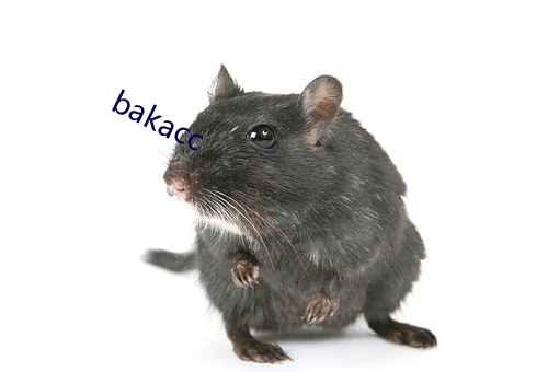 bakacc