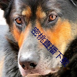 密桃直播下载
