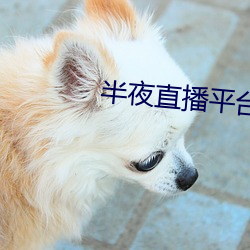 半夜直播平台