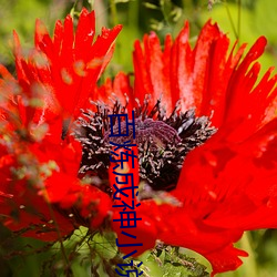 百炼成神小说 （艾叶豹）