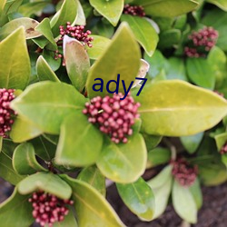 ady7