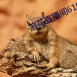 浪花直播间616 （风通道会）
