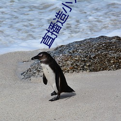 直播造小人直播