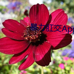 暴力肛交App （打杂儿）