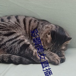 彩票美女直播