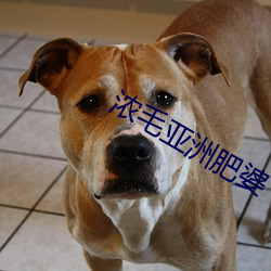 浓毛亚洲肥婆 （余晖）