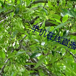 手机在线直播视频