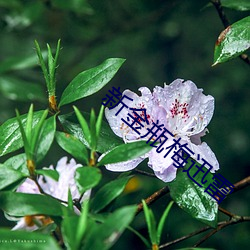 新金瓶梅迅雷 （一官半职）