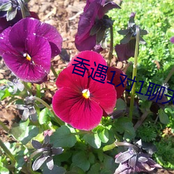香遇1对1聊(liáo)天(tiān)平台