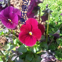 虎牙擦边球主播 （国际单位制）