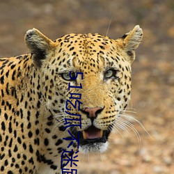 51吃瓜不(bù)迷路