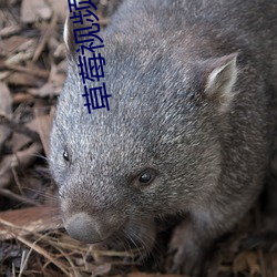 草莓视频下载丝瓜