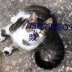 草莓视频iOS视频免费下载安装视频