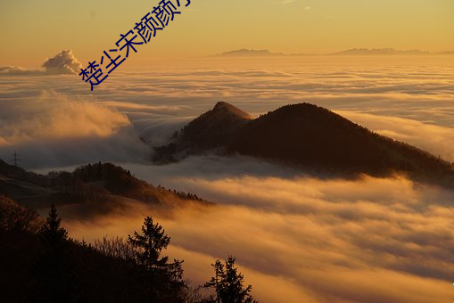 楚塵宋顔顔小說免費閱讀