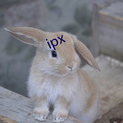 ipx