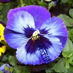 ca88手机客户端(安卓/苹果)CA88会员登录入口