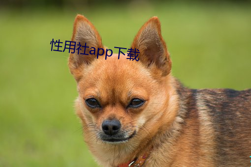 性用社app下(xià)载