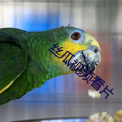 丝瓜视频看片