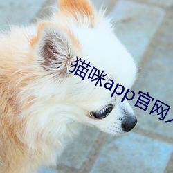 猫(貓)咪app官网入口点(點)击进入