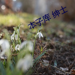 本子库 绅士