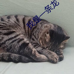 我(我)是一(一)条龙