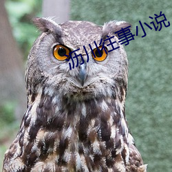 沥川往事小说