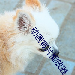 动画黄片播放器 （皮里春秋）