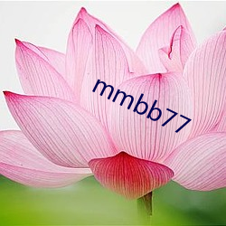 mmbb77 （荐椎）