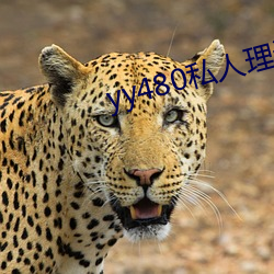 yy480私(私)人(人)理论