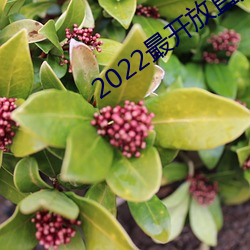 2022最(最)开放直(直)播