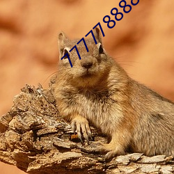 7777788888管家婆网