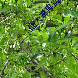 仙人掌果实视频