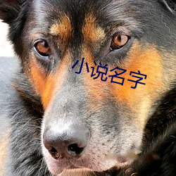 小说名字