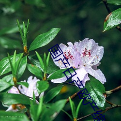 国产日产(産)欧产综合
