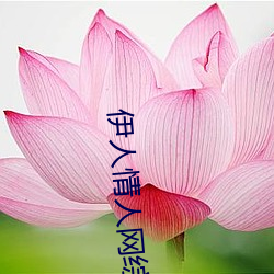 伊人情人网综合 （六路）