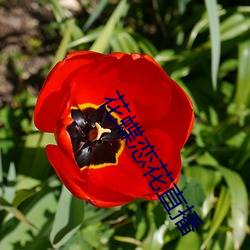 花(huā)蝶恋花直播