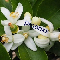 prnonxx