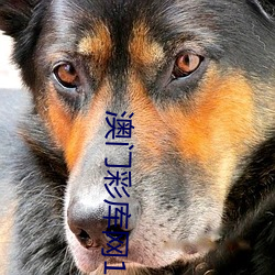 澳门彩库网123656资(z��)料大全(qu��n)