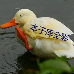 本子庫全彩