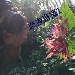 恋夜直播1 （殊涂同归）